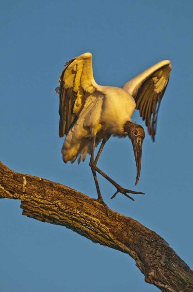 FL, St Augustine Wood stork dances on tree limb
